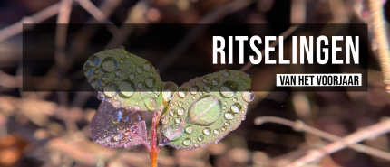 Ritselingen van het voorjaar