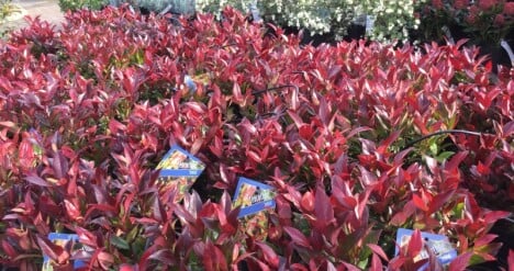 Mooie Roodbladige Planten Prachtige Kleur In Je Border