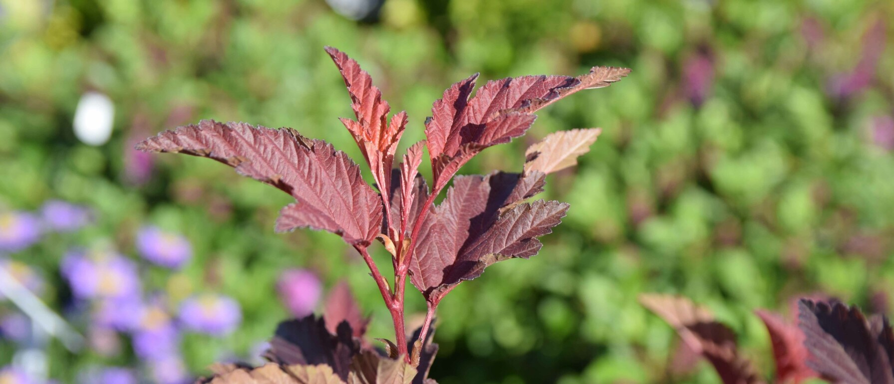 Mooie roodbladige planten Prachtige kleur in je border