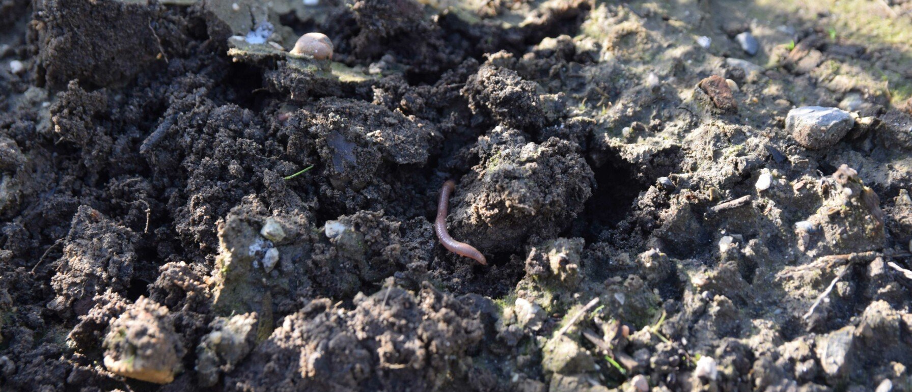 Mooie Roodbladige Planten Prachtige Kleur In Je Border