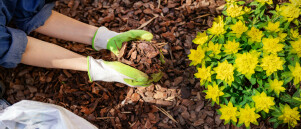 Tuinplanten in november, bladhoudend én bladverliezend, waar let je op?