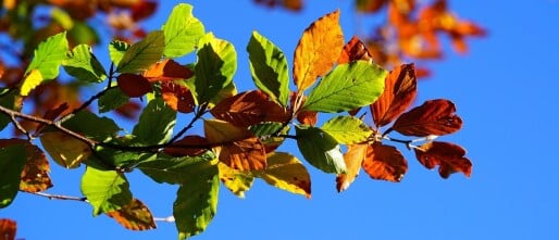 Tuintips in oktober