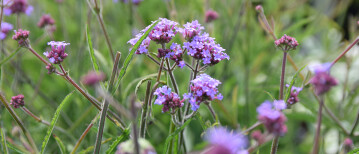 Verbena bonariensis: voor kleur en leven in iedere tuin!
