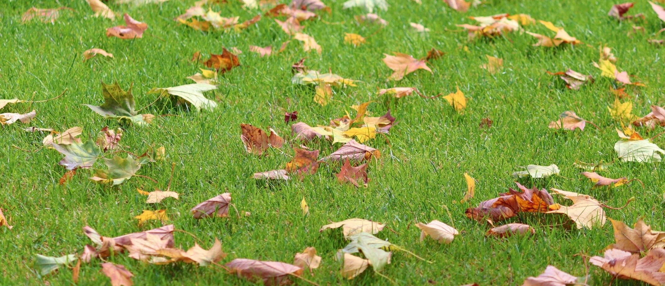 Waarom Is Het Winterklaar Maken Van Je Tuin Ieder Jaar Anders