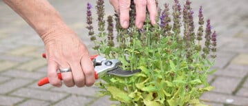 Welke planten en bomen mag je snoeien in de zomer?