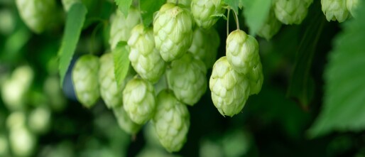 De diepe rust van Hop