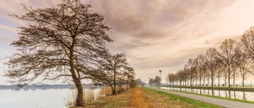 Els, boom van Oerkracht en Beweging