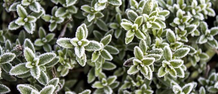 Tijm - Zielskruid voor je innerlijk vuur