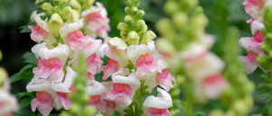 Leeuwenbek: een majestueuze bloem in de tuin