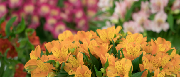 Alstroemeria: Bloem van de vriendschap