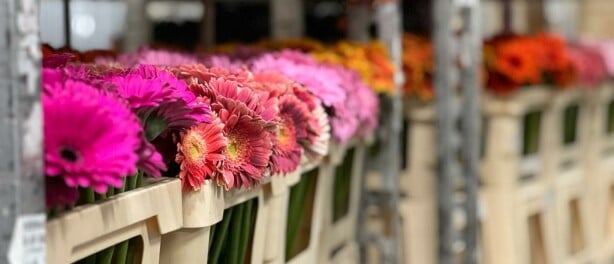 5x feitjes over de gerbera