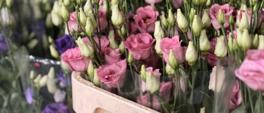 Lisianthus: de bloem van dankbaarheid