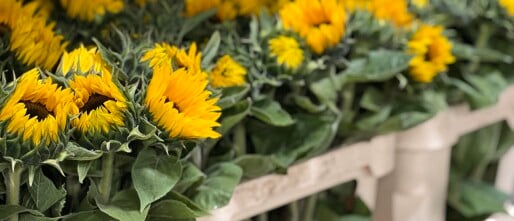 De Zonnebloem: De Meest Zomerse Bloem