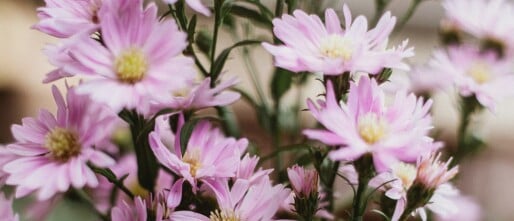 Asters: natuurlijke schoonheid