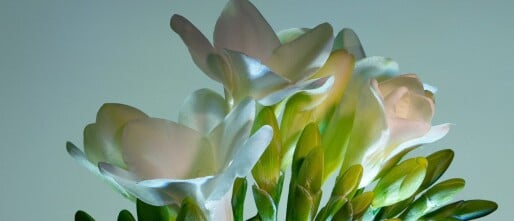 Freesia: meer dan een geurige bloem