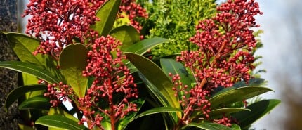 De serene Skimmia