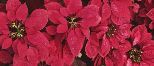 De schitterende Poinsettia