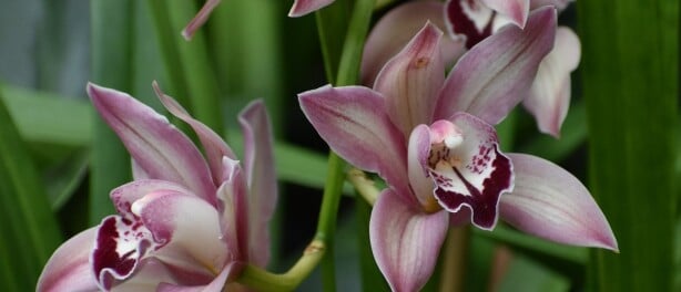 De elegante Cymbidium