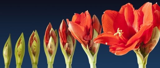 De majestueuze Amaryllis