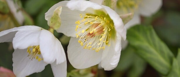 De winterse Helleborus