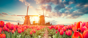 De meest gestelde vragen over tulpen