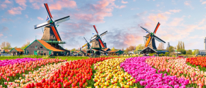 Werkt het Ik Hou van Holland Spel wel met een grote groep?