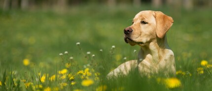 Van geleidehond tot troosthond: hoe afgekeurde honden via AAP toch schitteren