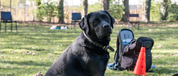 Van geleidehond tot therapiehond: hoe Oslo en Liesbet samen groeien