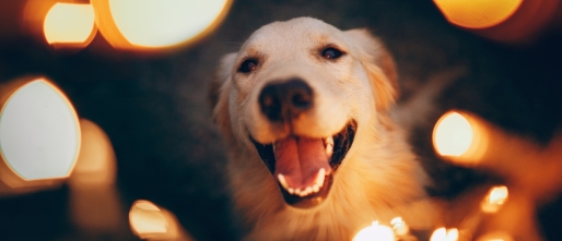 De allereerste AAP Kerstgids: Cadeautips voor mens én dier