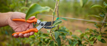 Welke planten kan ik snoeien in maart?