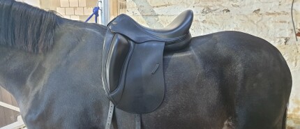 Zadelproblemen of meer? De uitdagingen van paardenrevalidatie