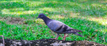 Help(!) Vogels eten graszaad na het zaaien: zo bescherm je je gazon