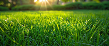 Ideale maaihoogte van je gazon vóór het verticuteren in het voorjaar
