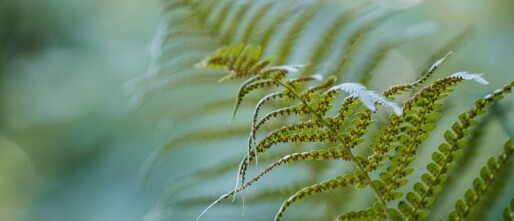 Veel en Verschillend: Symposium Relatiediversiteit