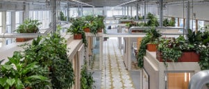 Biophilic Design in de praktijk