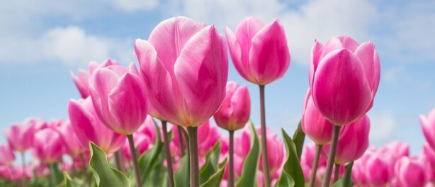 Mijn reis van Bloemenmeisje naar Hypnose