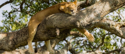 Enge beesten in Tanzania: wat je écht moet weten (en waarom het allemaal meevalt)