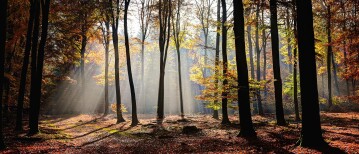 Van schaduw naar vrijheid: loslaten met liefde