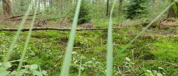 De natuur als medicijn: waarom jij je zo goed voelt in de natuur