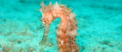 De Hippocampus: jouw brein in groei, balans en verbinding