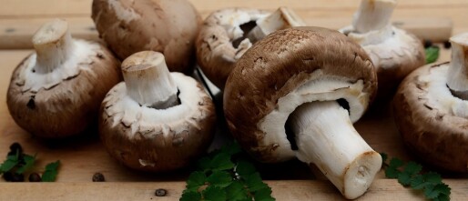 Paddenstoelen: het geheime wapen voor je brein en je weerstand