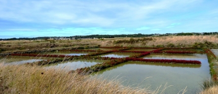 Keltisch zeezout, waarom dit natuurlijke zout jouw lijf goed doet