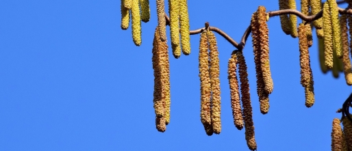 Allergie, intolerantie en Tietze: drie dingen die meer met elkaar te maken hebben dan je denkt