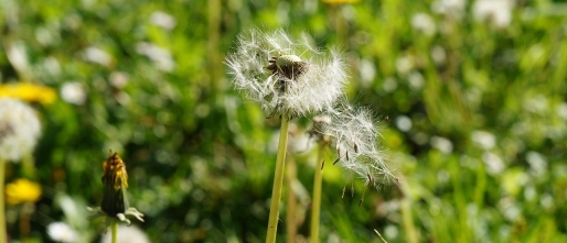 Hoogsensitiviteit: ben jij allergisch voor het leven geworden?