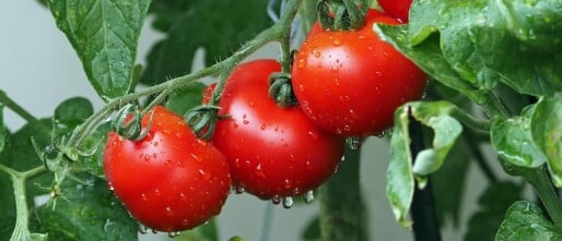 Compostthee en smeerwortelgier: natuurlijke voeding voor je moestuin