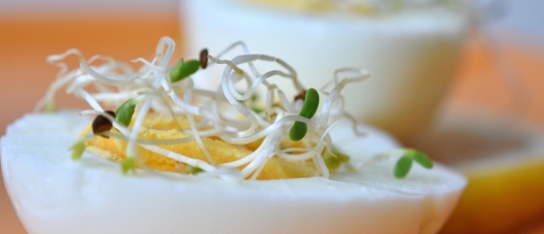 Het hele jaar door makkelijk thuis kiemgroente kweken. Gezond, makkelijk en goedkoop!