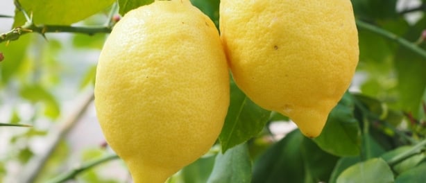 De gezonde citroenschil