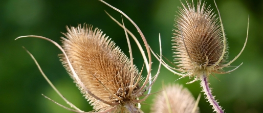 Voorjaarsklussen in de moestuin
