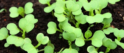 Zaai- en oogsttabel kasteelt