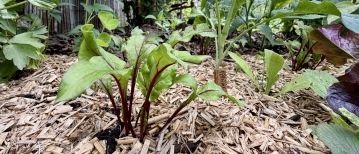 Eetbare terrasborder maken: polycultuur met vaste planten en eenjarigen